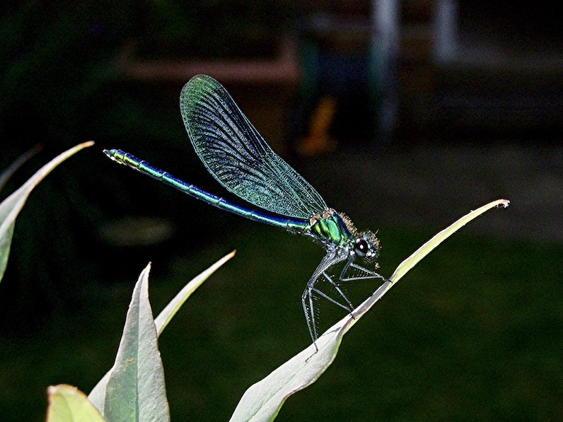 banded demoiselle